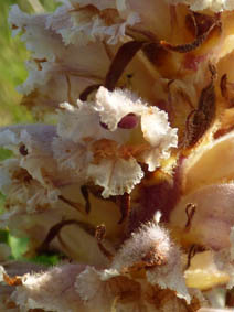 Orobanche hederae